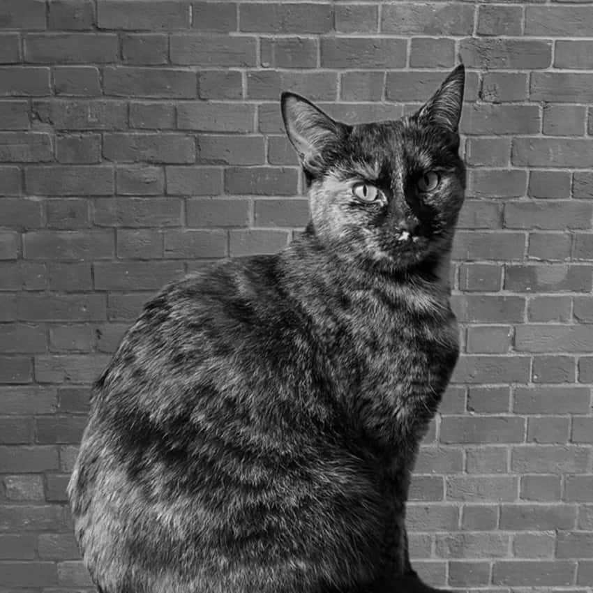 Queenie